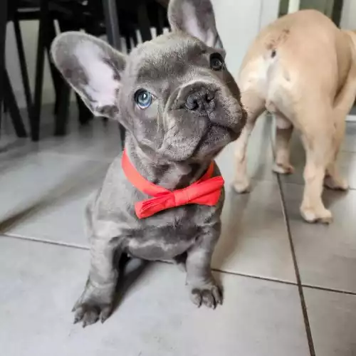 French Bulldog Dog For Sale in Liverpool, Merseyside, England