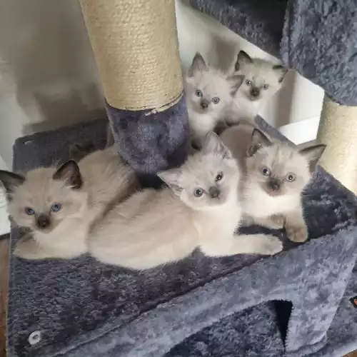 Ragdoll Cat For Sale in Atherstone, Warwickshire, England