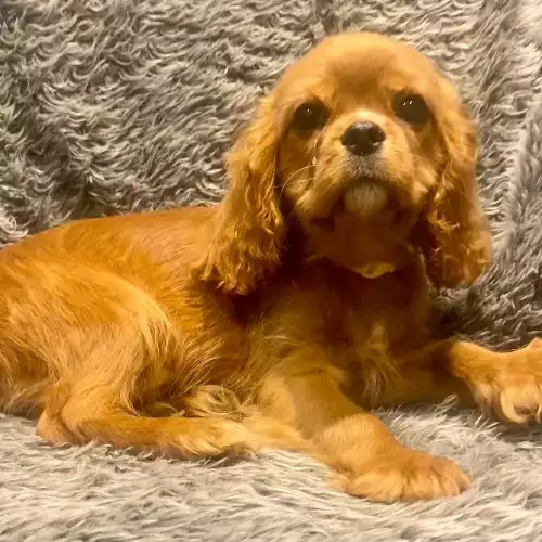 Cavalier King Charles Spaniel Dog For Sale in Wolverhampton, West Midlands, England