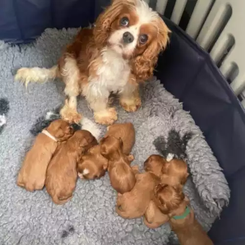 Cavalier King Charles Spaniel Dog For Sale in Wolverhampton, West Midlands, England