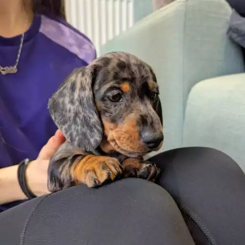 Miniature Dachshund Dog For Sale in Cowbridge / Y Bont-Faen, South Glamorgan