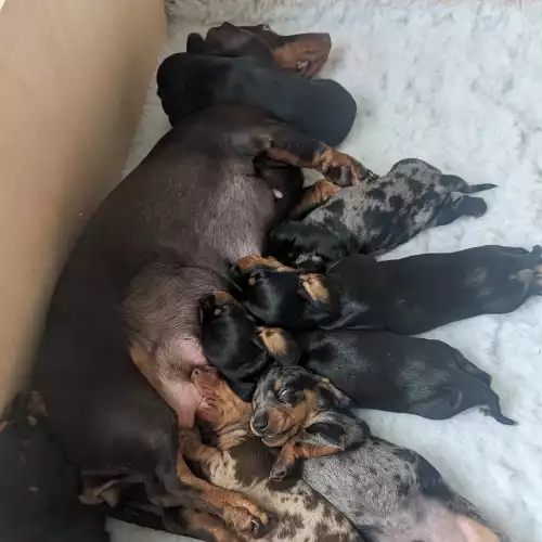 Miniature Dachshund Dog For Sale in Cowbridge / Y Bont-Faen, South Glamorgan