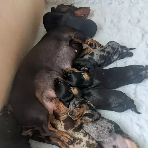 Miniature Dachshund Dog For Sale in Cowbridge / Y Bont-Faen, South Glamorgan