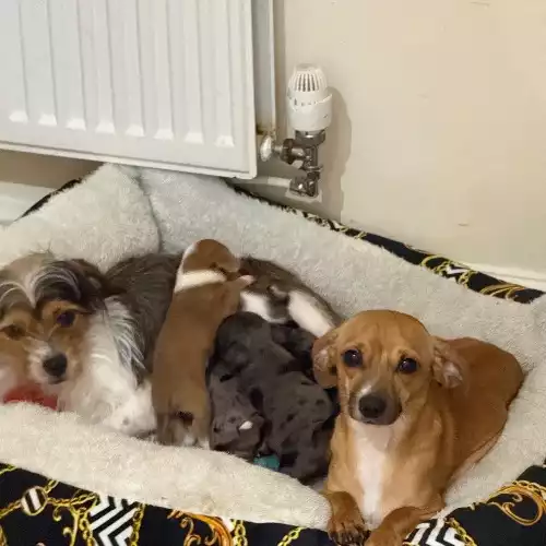 Dachshund Dog For Sale in Dunscroft, South Yorkshire