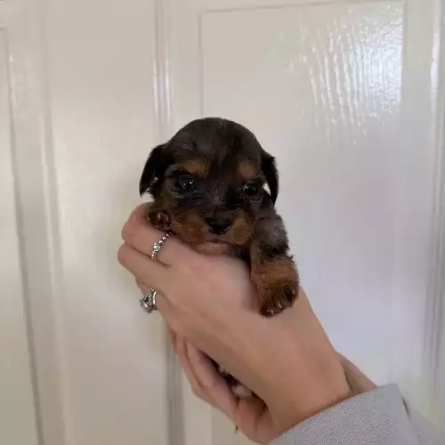 Dachshund Dog For Sale in Dunscroft, South Yorkshire