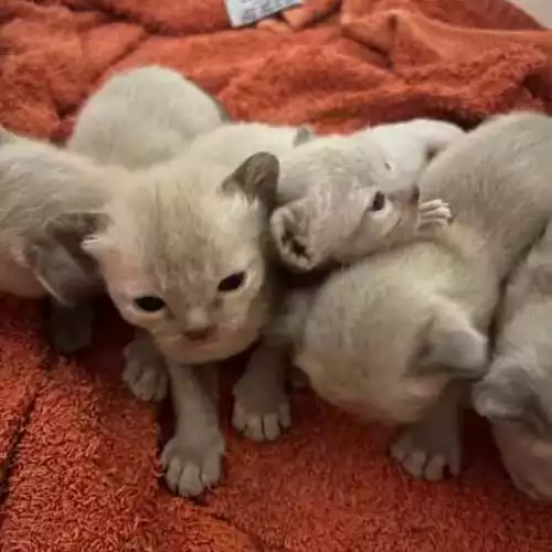 Burmese Cat For Sale in Royton, Greater Manchester, England