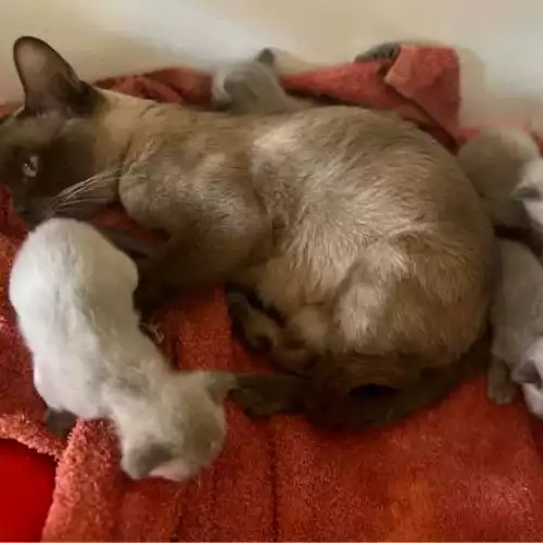 Burmese Cat For Sale in Royton, Greater Manchester, England