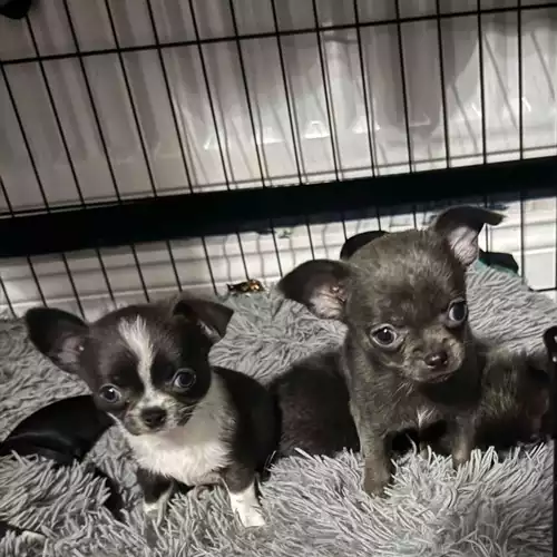 Chihuahua Dog For Sale in South Shields, Tyne and Wear