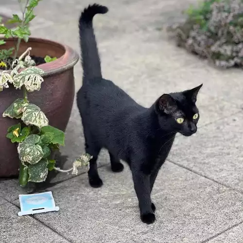 Bombay Cat For Adoption in Llandegla, Clwyd