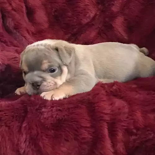 English Bulldog Dog For Sale in Brighton and Hove