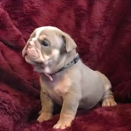 English Bulldog Dog For Sale in Brighton and Hove