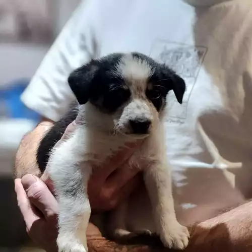 Border Collie Dog For Sale in Swansea / Abertawe