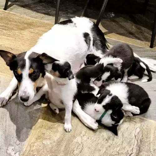 Border Collie Dog For Sale in Swansea / Abertawe