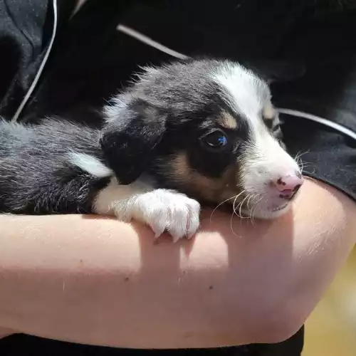 Border Collie Dog For Sale in Swansea / Abertawe