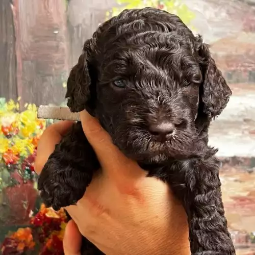 Labradoodle near me for shops