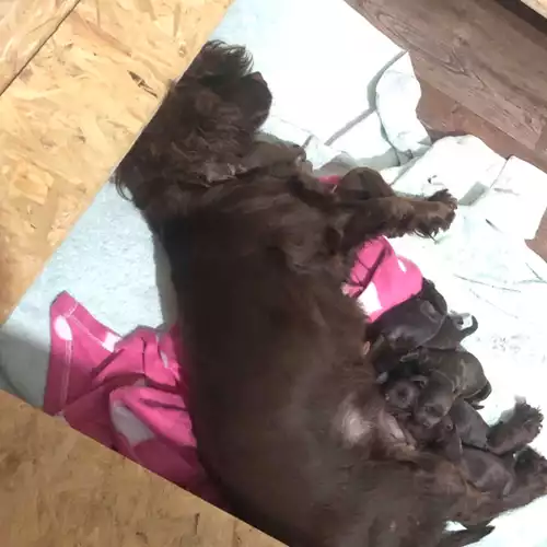 Cocker Spaniel Dog For Sale in Bishop Auckland, Durham