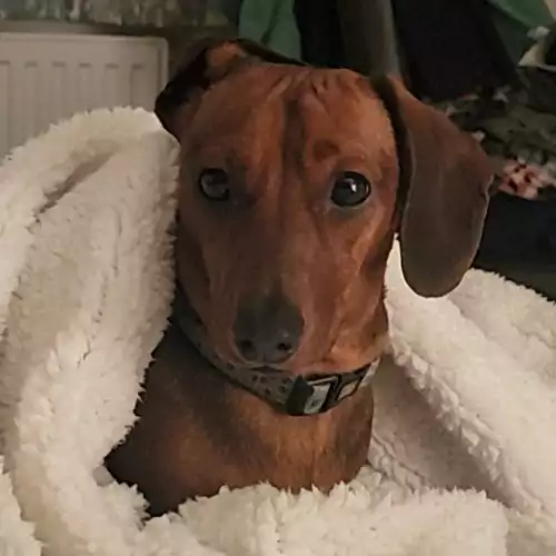 Miniature Dachshund Dog For Stud in Rhayader / Rhaeadr Gwy, Powys