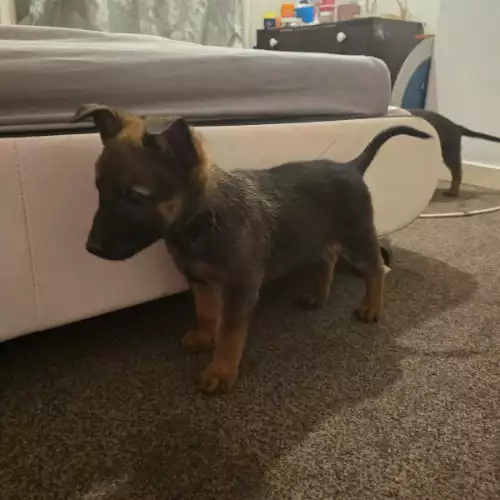 Belgian Shepherd Dog Dog For Sale in Boston, Lincolnshire