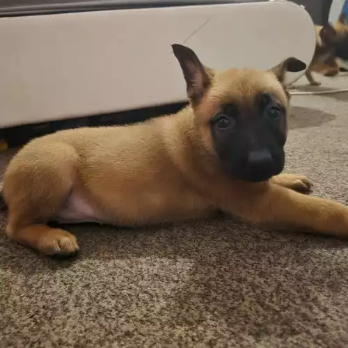 Belgian Shepherd Dog Dog For Sale in Boston, Lincolnshire