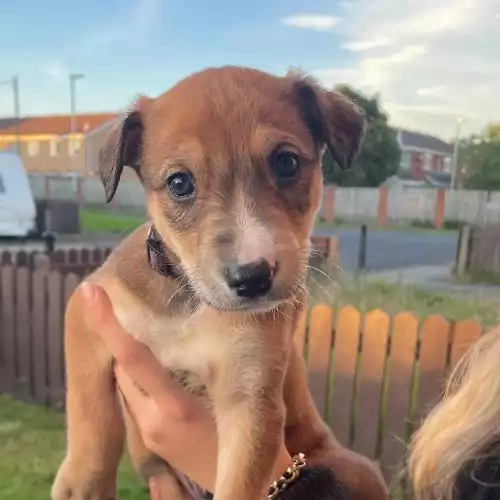 Saluki Dog For Sale in Darlington, Durham, England