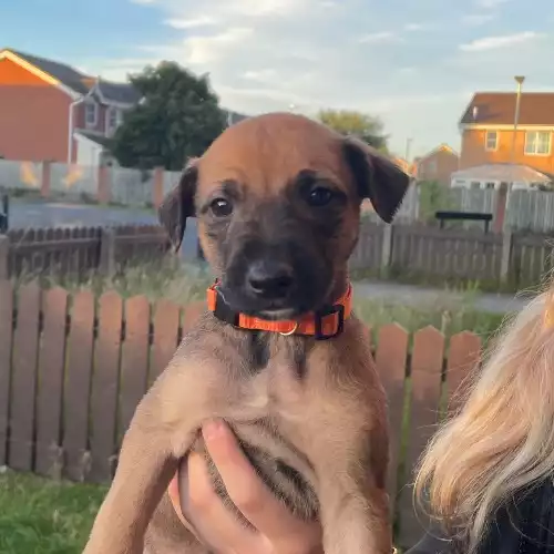 Saluki Dog For Sale in Darlington, Durham, England