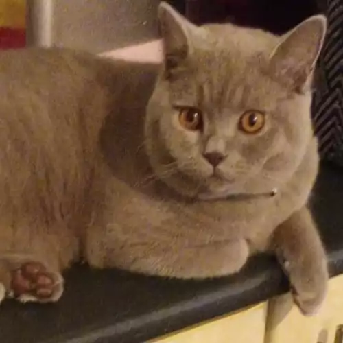 British Shorthair Cat For Stud in Manchester