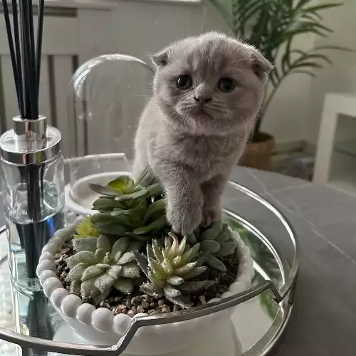 Scottish Fold Cat For Sale in London, Greater London, England