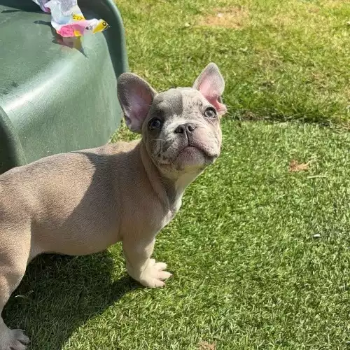 French Bulldog Dog For Sale in Birmingham, West Midlands, England