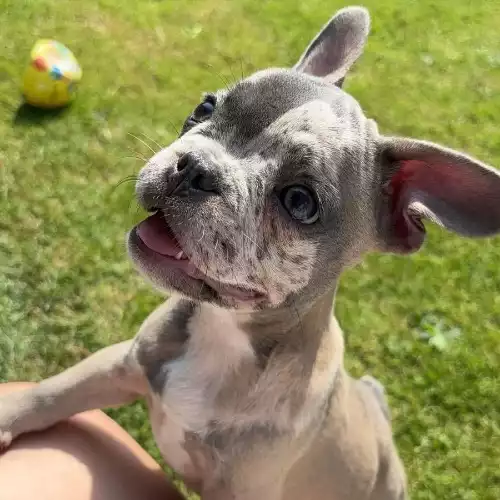 French Bulldog Dog For Sale in Birmingham, West Midlands, England