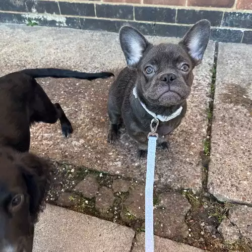 French Bulldog Dog For Adoption in Loughborough, Leicestershire