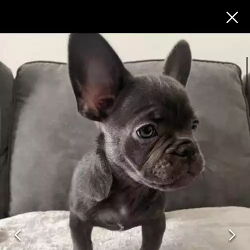 French Bulldog Dog For Adoption in Loughborough, Leicestershire