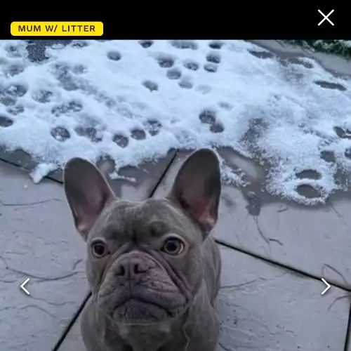 French Bulldog Dog For Adoption in Loughborough, Leicestershire