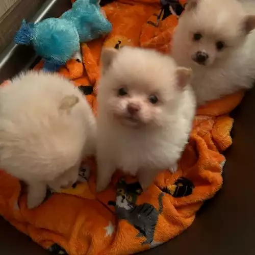 Pomeranian Dog For Sale in Liskeard, Cornwall, England