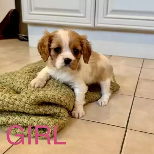 Cavalier King Charles Spaniel Dog For Sale in Nottingham