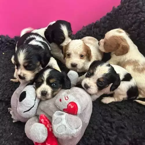 Cavalier King Charles Spaniel Dog For Sale in Nottingham