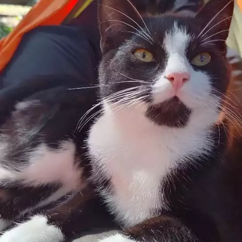 British Longhair Cat For Adoption in Farnborough Street, Hampshire