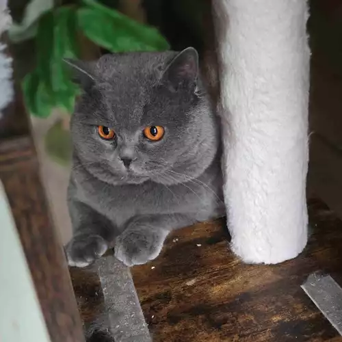 British Shorthair Cat For Adoption in West Ealing, Greater London