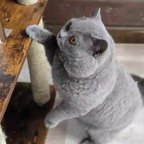 British Shorthair Cat For Adoption in West Ealing, Greater London