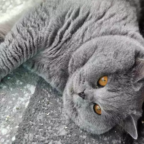 British Shorthair Cat For Adoption in West Ealing, Greater London