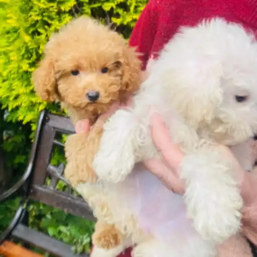 Toy Poodle Dog For Sale in Sheffield Lane Top, South Yorkshire