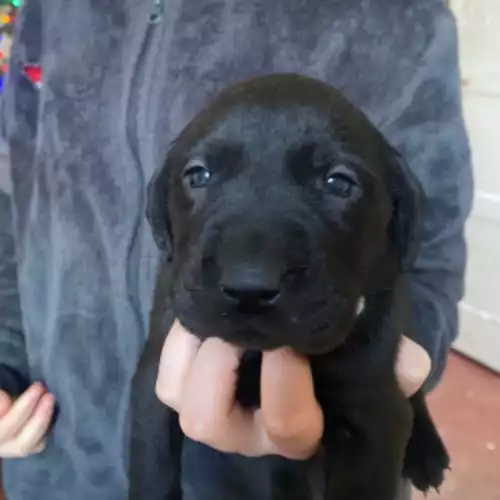 Labrador Retriever Dog For Sale in Peterborough