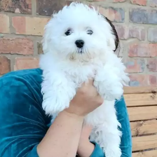 Maltese Dog For Sale in Scunthorpe, Lincolnshire, England