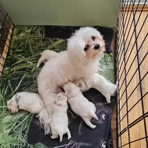 Maltese Dog For Sale in Scunthorpe, Lincolnshire, England