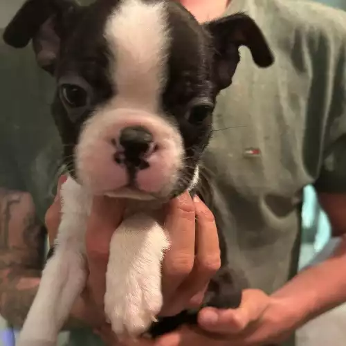 Boston Terrier Dog For Sale in Tonbridge, Kent, England