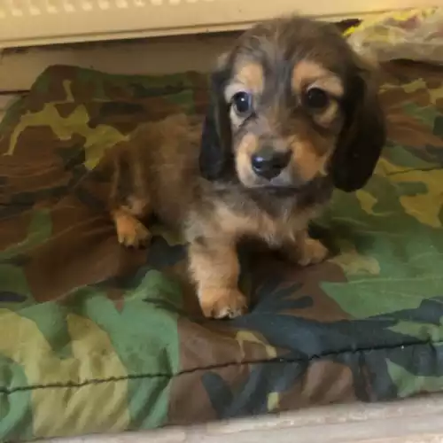 Miniature Dachshund Dog For Sale in Grays, Essex, England