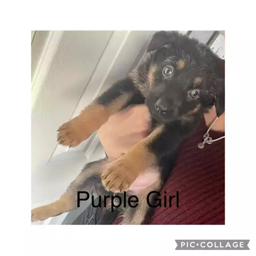 German Shepherd Dog For Sale in Barnsley, South Yorkshire