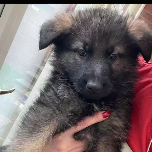 German Shepherd Dog For Sale in Barnsley, South Yorkshire