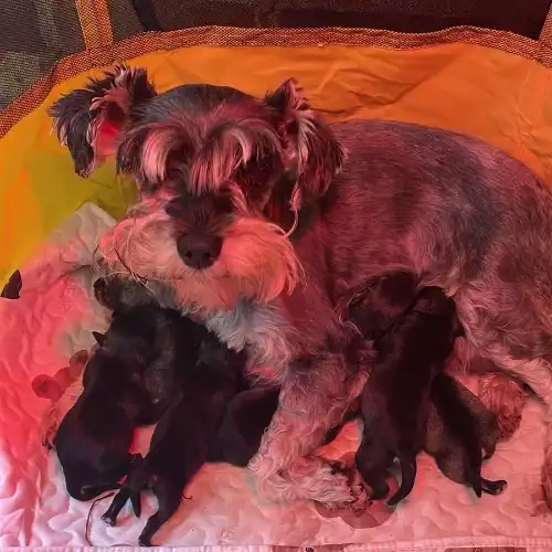 Miniature Schnauzer Dog For Sale in Bilston, West Midlands, England