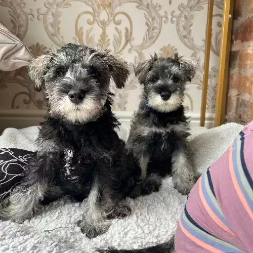 Miniature Schnauzer Dog For Sale in Bilston, West Midlands, England