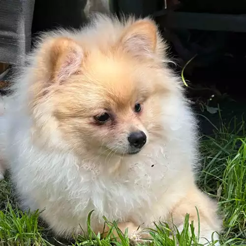 Pomeranian Dog For Sale in London, Greater London, England